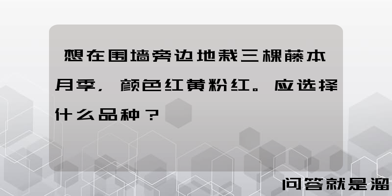 想在围墙旁边地栽三棵藤本月季，颜色红黄粉红。应选择什么品种？